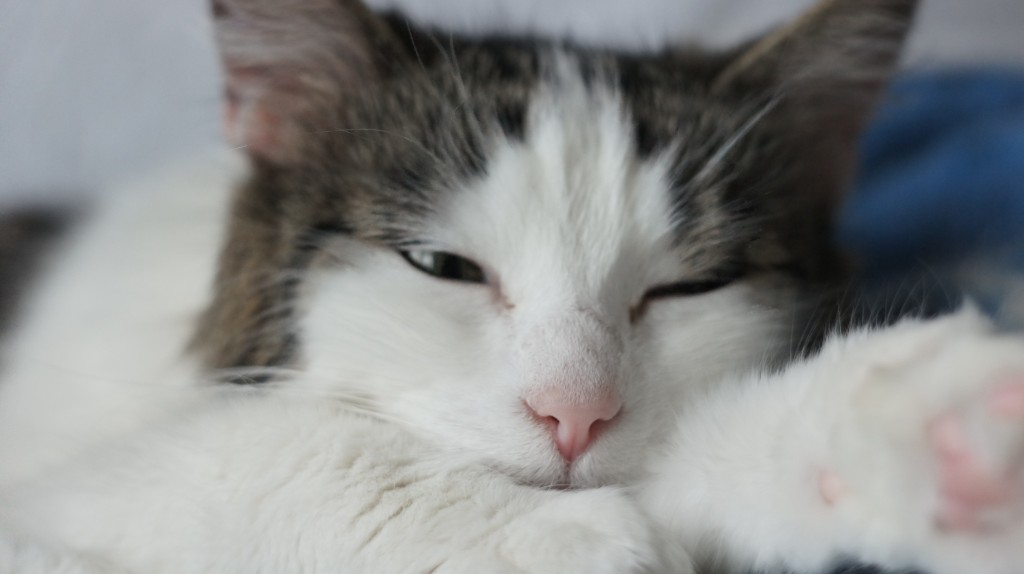 Avec le Hélios 44-2