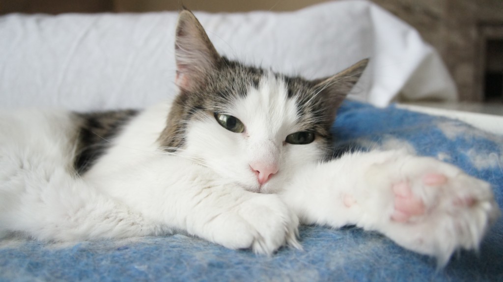 Avec l'objectif 18-200mm